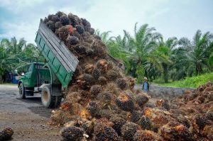 DPRD Riau : Tertibkan Perusahaan Sawit Nakal