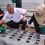 Penjabat (Pj) Bupati Aceh Singkil didampingi ketua TP- PKK dan unsur forkopimda melakukan penanaman bawang merah di desa Gunung Lagan pada acara launching gerakan menanam bawang merah, Rabu (30/8/2023).