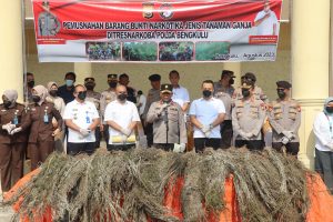 Polda Bengkulu Musnahkan 100 Kilogram Ganja, Hasil Temuan Di Kabupaten Rejang Lebong