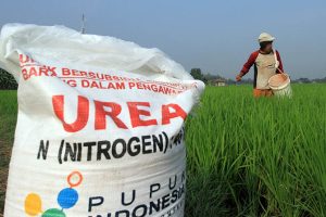 Ketersediaan Pupuk di Kota Bengkulu Tercukupi