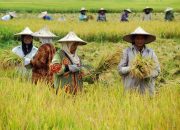 Swasembada Pangan, Perisai Indonesia di Tengah Konflik Global