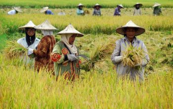 Swasembada Pangan sebagai Bukti Kekuatan Agraris Indonesia