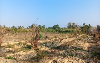 Pupuk Subsidi dan Nyawa Petani Konawe Selatan di Tengah Kemarau Panjang
