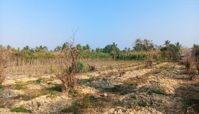 Pupuk Subsidi dan Nyawa Petani Konawe Selatan di Tengah Kemarau Panjang